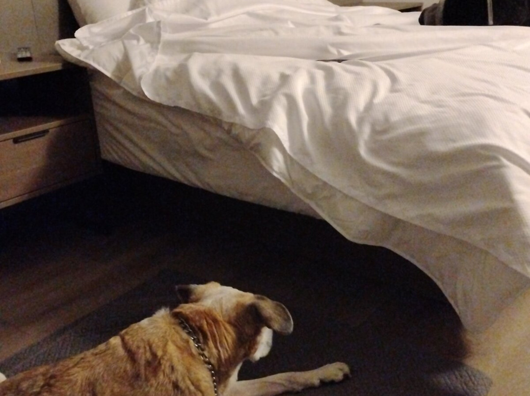 Comfort Inn Belleville主图