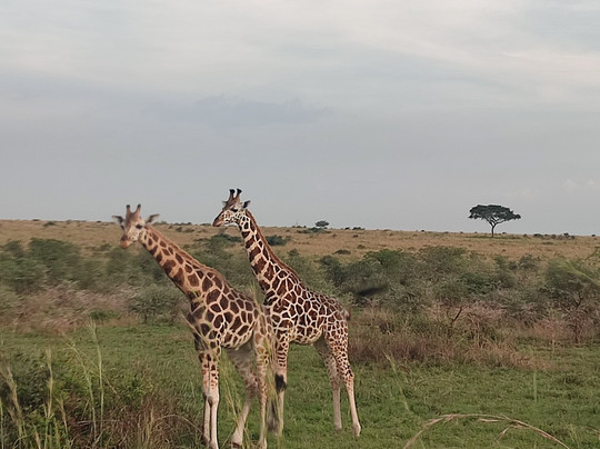 Galactic Safaris-卡巴莱必去景点