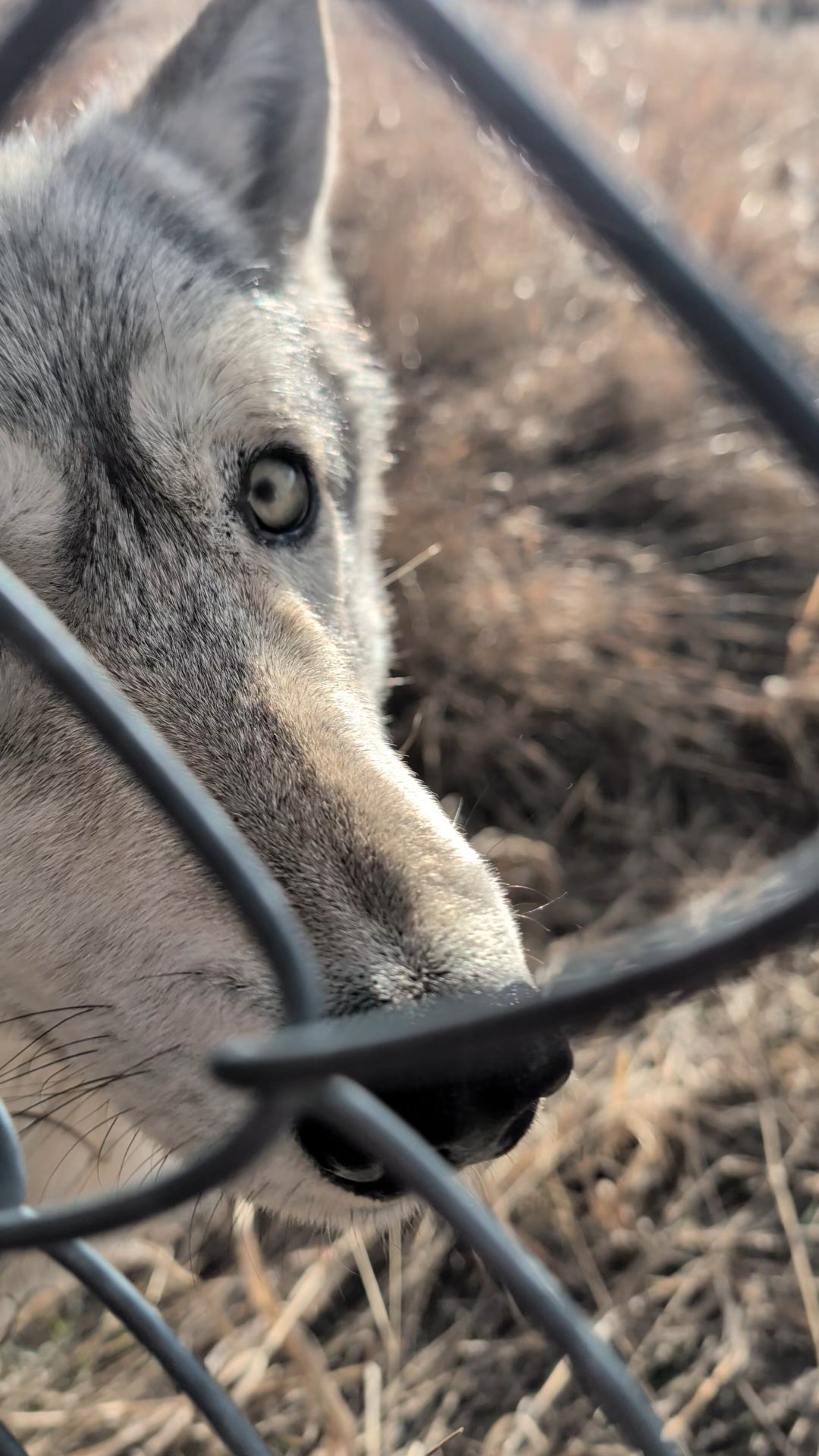 Howlers Inn Bed & Breakfast and Wolf Sanctuary-官方