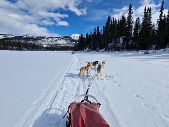 Boreal Kennels-Carcross必去景点