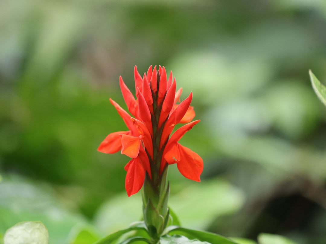 Heliconias Hanging Bridges Trails-Bijagua de Upala必去景点