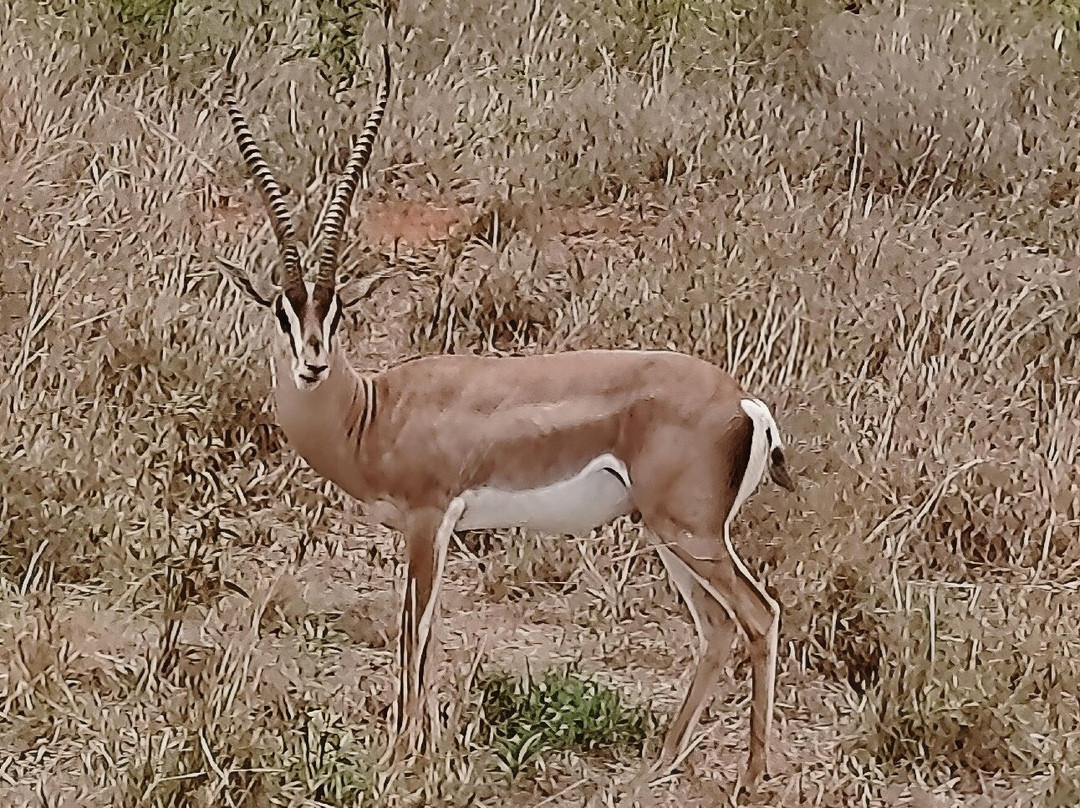 Oranje Safari-迪亚尼必去景点