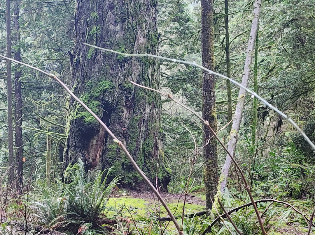 Capilano River Regional Park-北温哥华必去景点