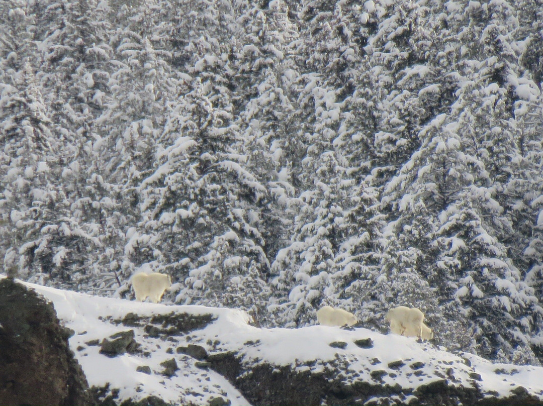 Yellowstone Wild-加德纳必去景点