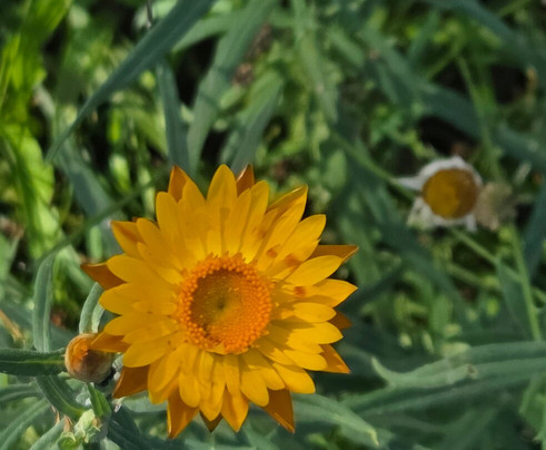 Ebor Falls Hotel Motel主图