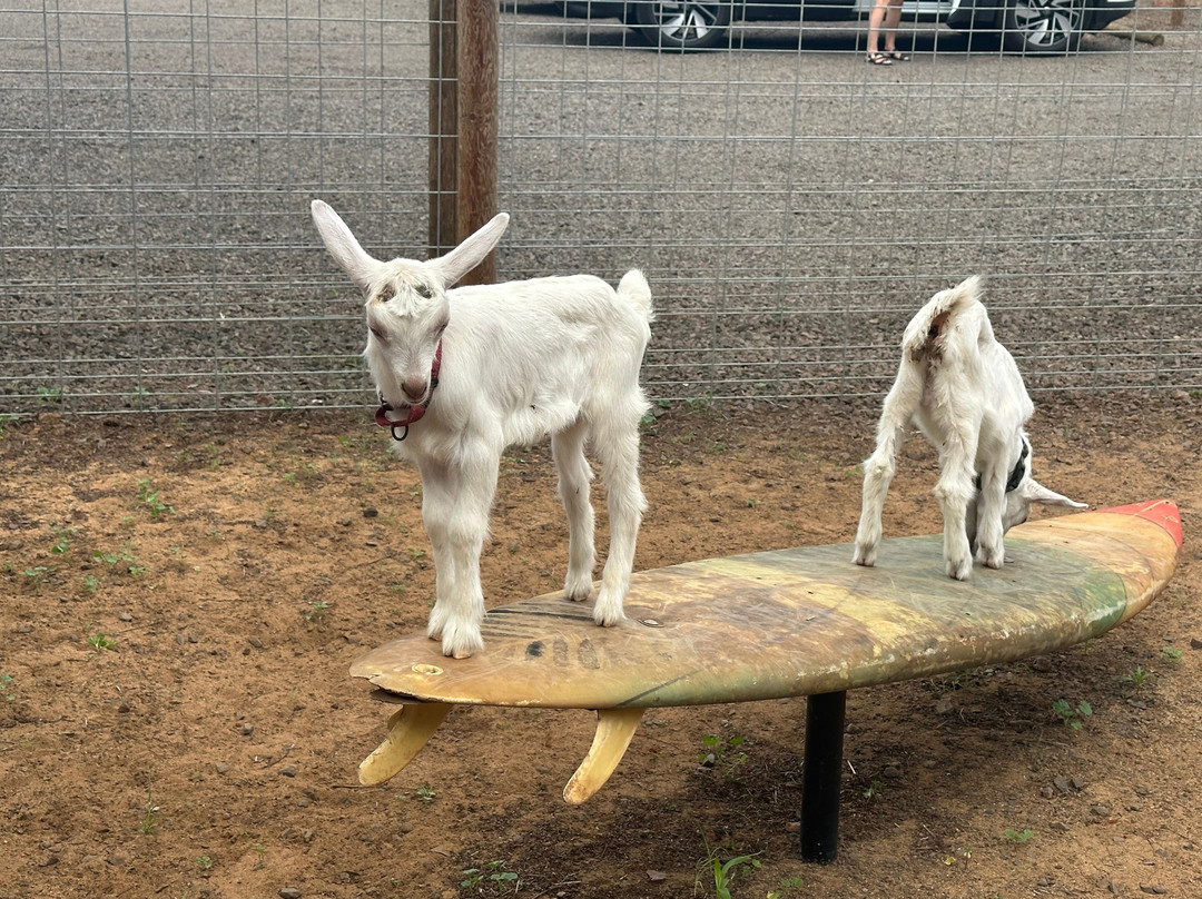 冲浪山羊农场-库拉必去景点