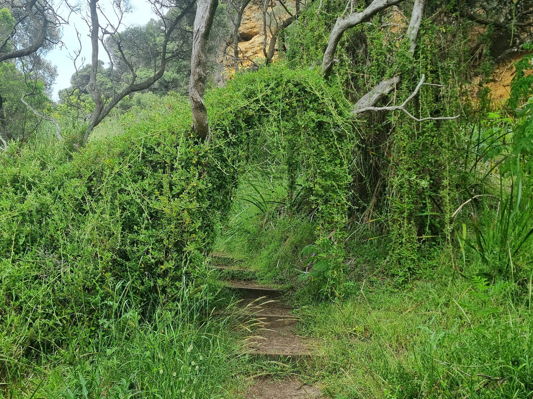 Enchanted Forest-Cape Bridgewater必去景点
