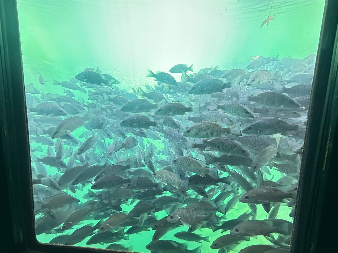 Homosassa springs wildlife park-Homosassa Springs必去景点