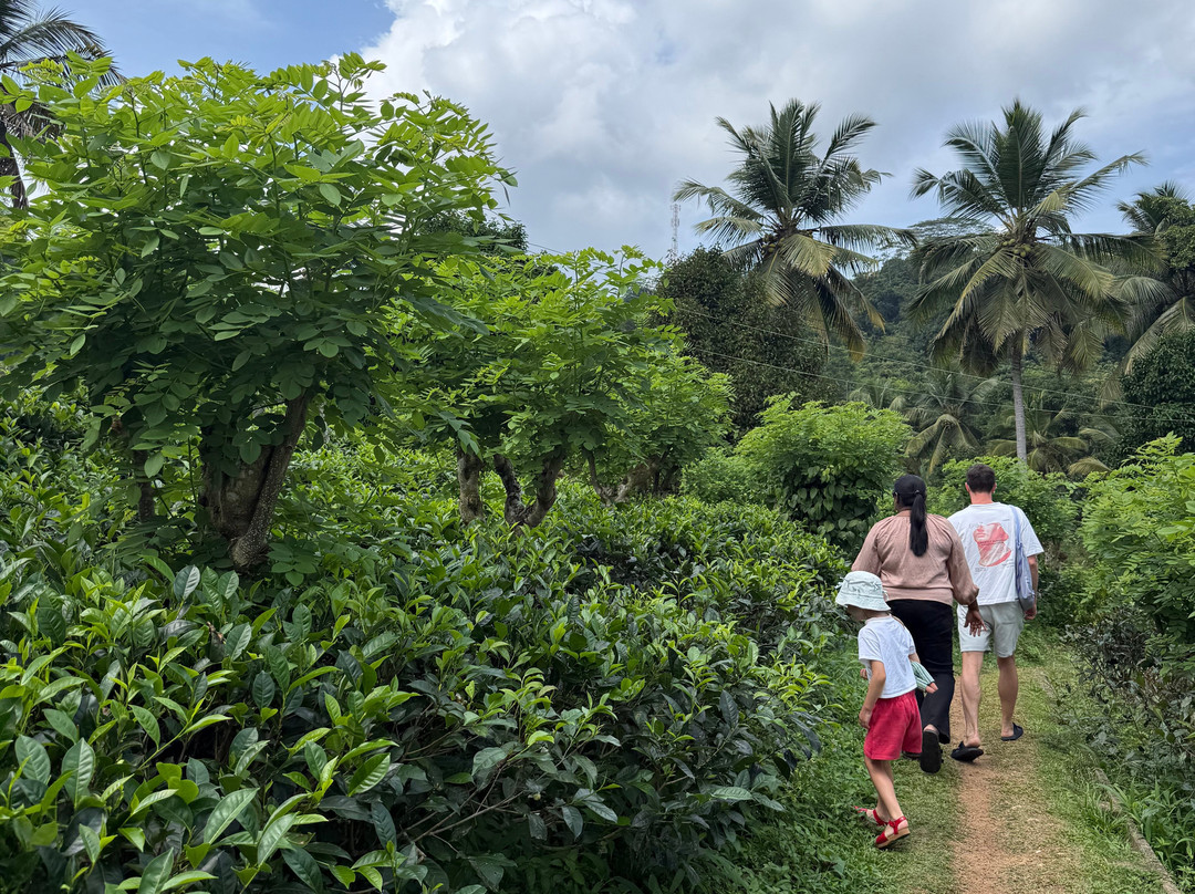 Tsara Tea-Akuressa必去景点