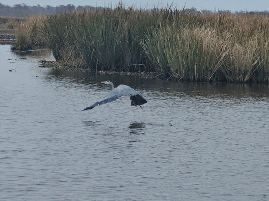 Ragin Cajun Airboat Tours-新奥尔良必去景点