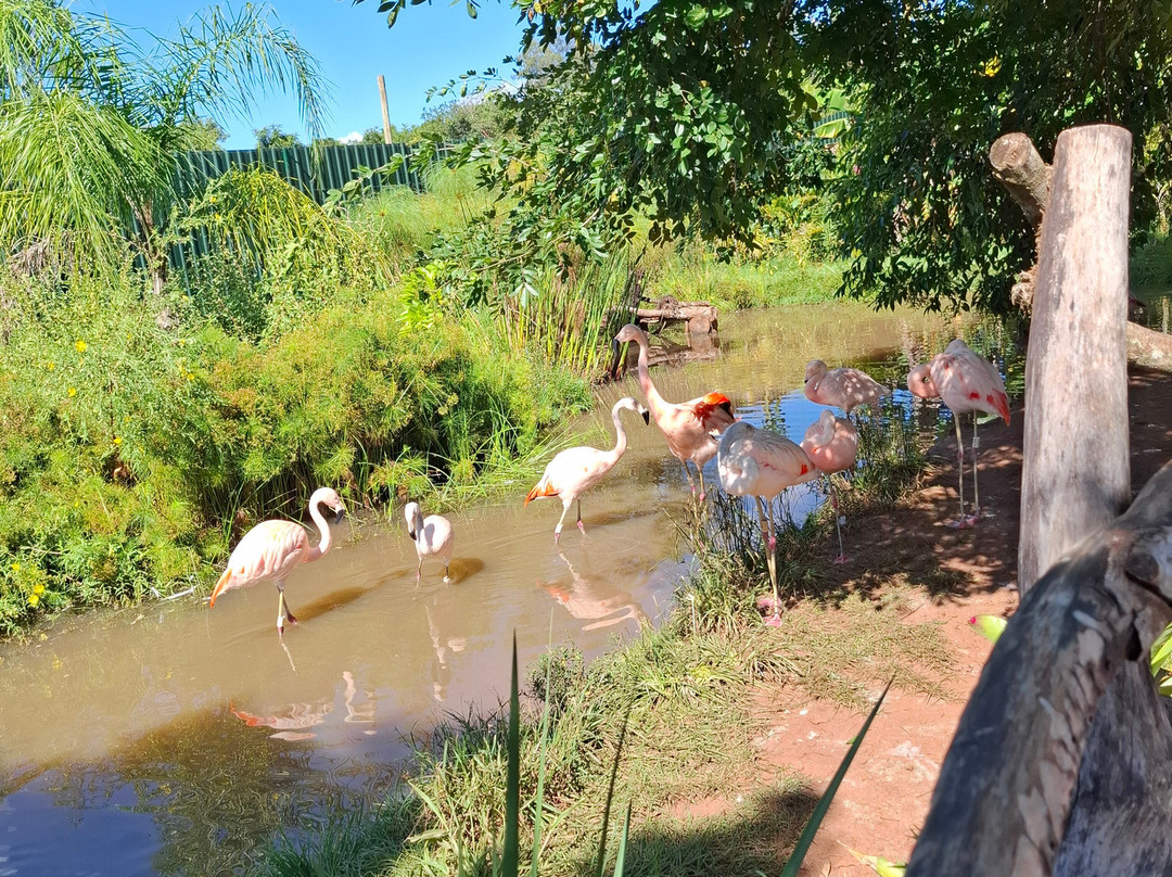 Foz Eco Park Zoo-伊瓜苏必去景点