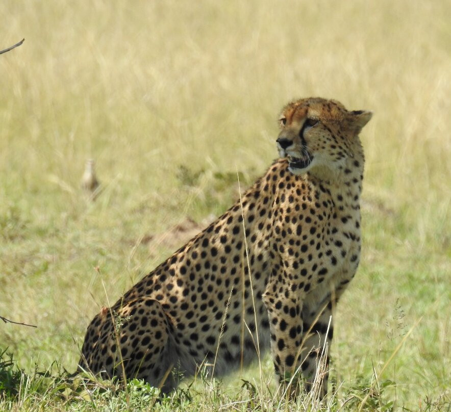 Maasai Mara National Reserve-纳罗克必去景点