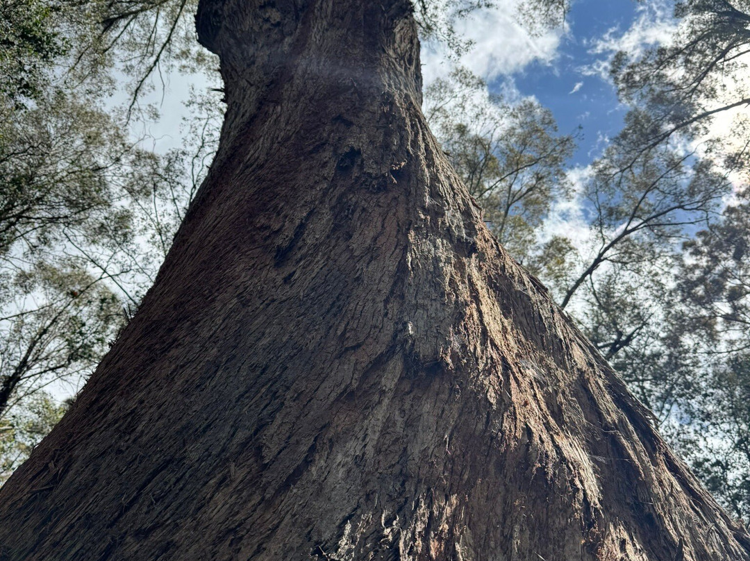 Tarraleah Cottages and Cabins主图
