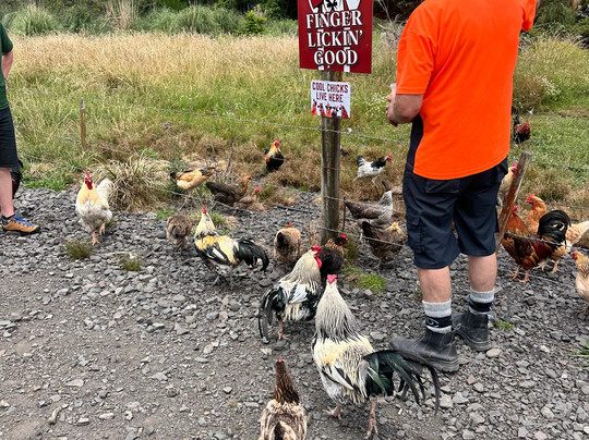 Awakeri Rail Adventures-法卡塔尼必去景点