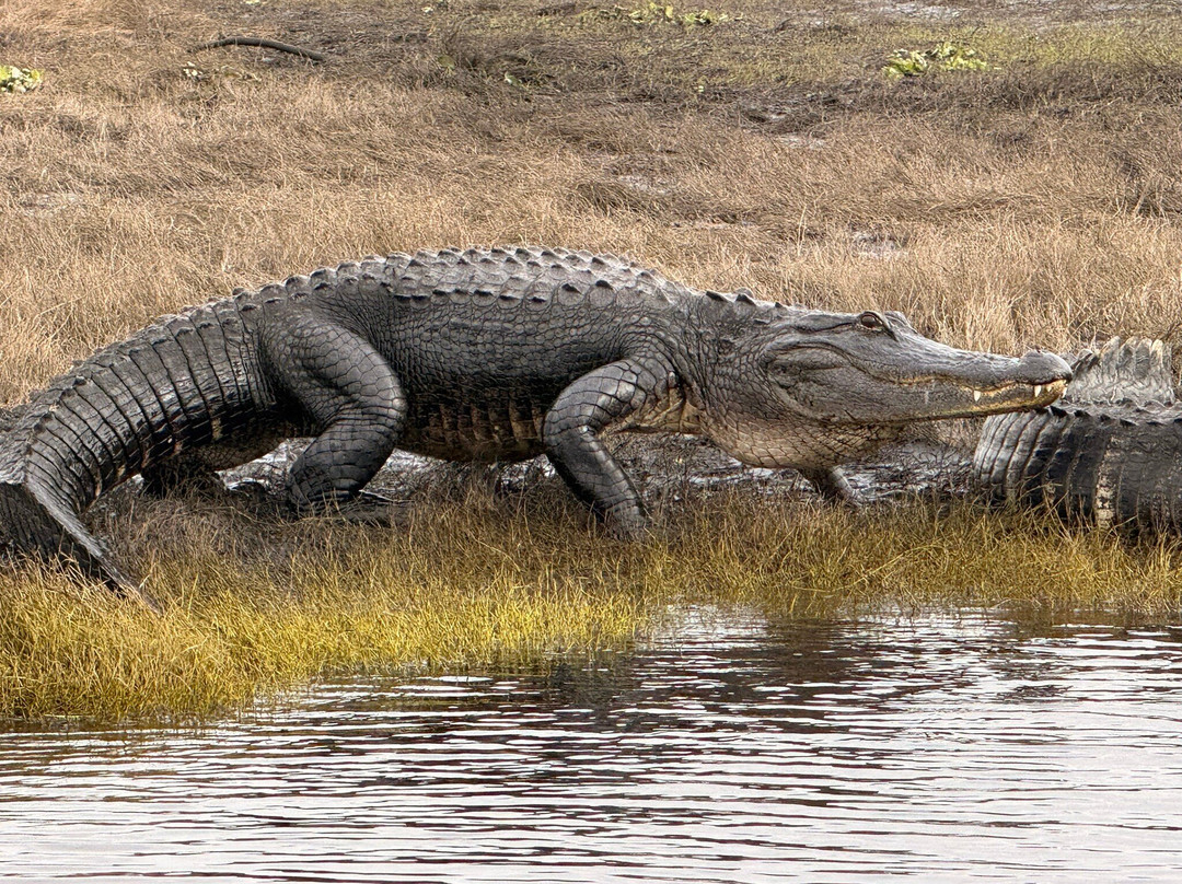 AirBoat Rides at Midway-Christmas必去景点