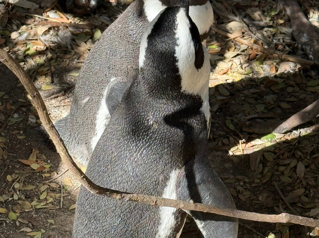 Cape Scenic Tours-乳木滩必去景点