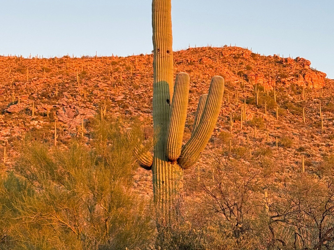 Saguaro National Park-图森必去景点