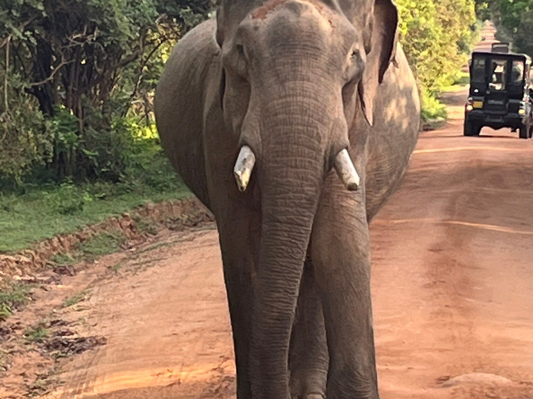 Yala Lahiru Safari-蒂瑟默哈拉默必去景点