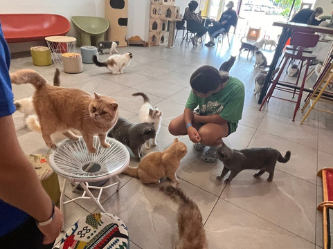 Fancy Meow Cat Cafe-罗托鲁瓦必去景点