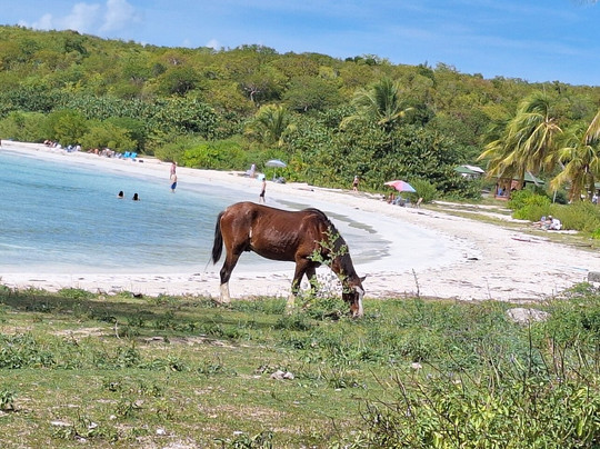 Villa Coral Guesthouse主图