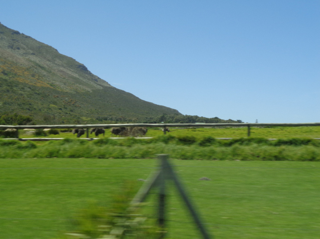 Cape Point Ostrich Farm-开普敦中心区必去景点