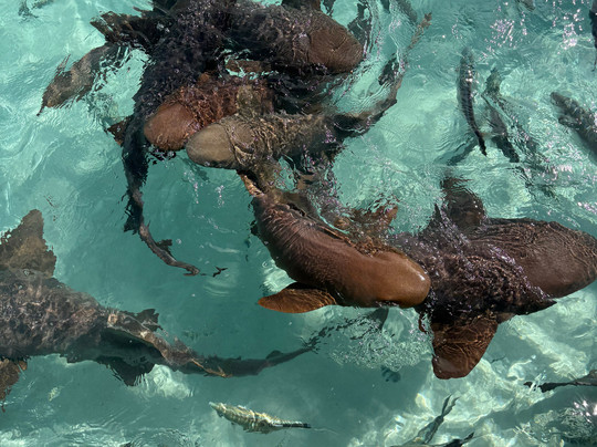 Exuma Water Sports 007-大埃克苏马必去景点