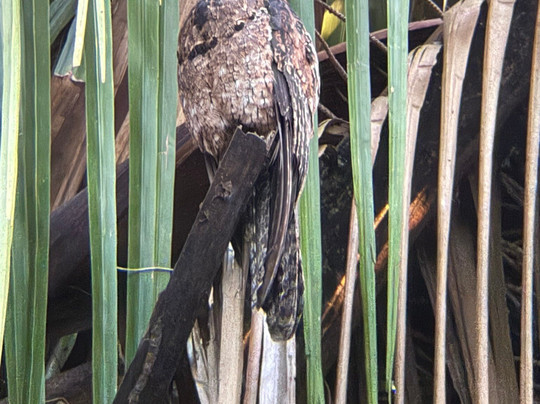 Osa Green Travel-希门尼斯港必去景点