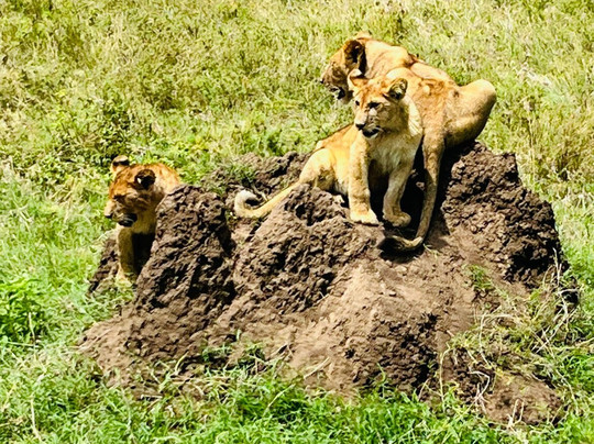 Savannah Explorers Limited-阿鲁沙必去景点