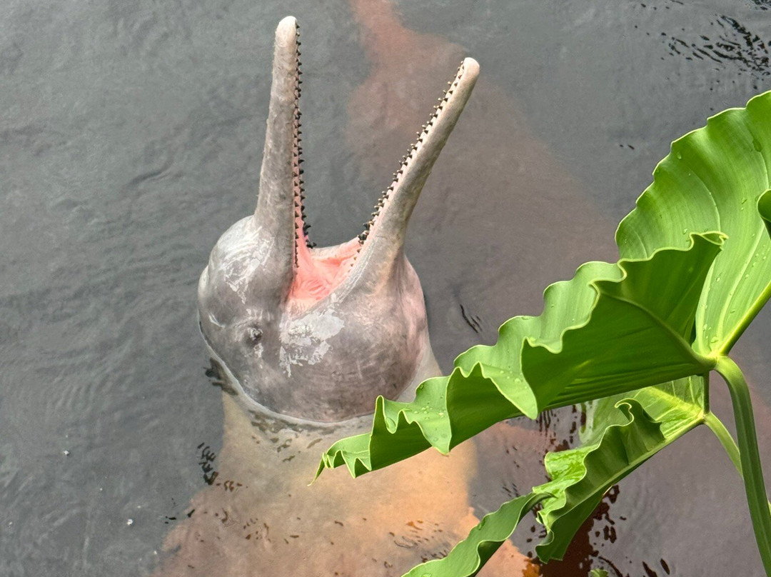 Rainforest Cruises-迈阿密海滩必去景点