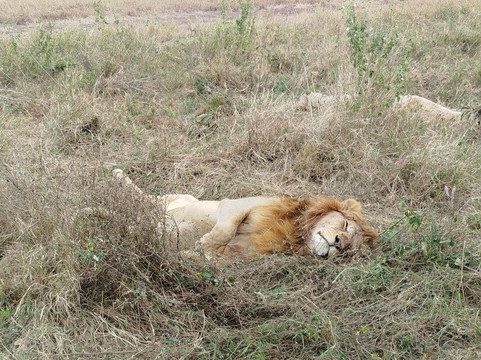 AFRICAN DIURNAL SAFARIS & TOURS-姆万扎必去景点