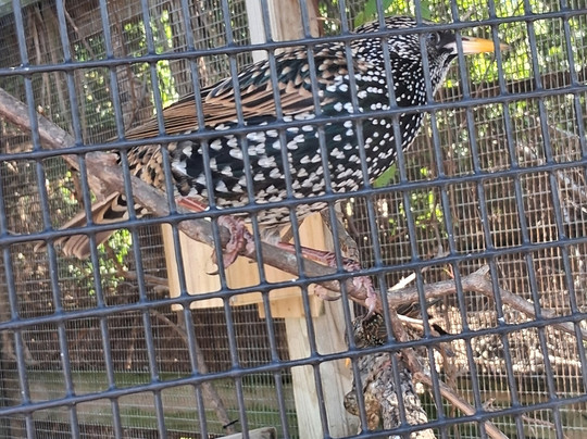 Save Our Seabirds-萨拉索塔必去景点