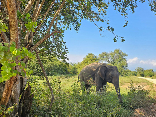 Kavisha Safari Service Udawalawa-乌达瓦拉瓦必去景点