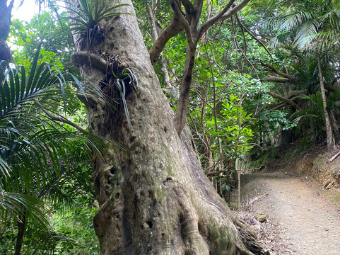 Whale Bay-Matapouri必去景点