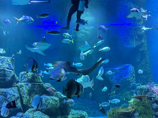 Marassi Aquarium & Underwater Zoo-Diyar Al Muharraq必去景点