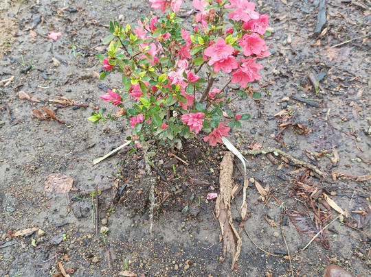 Parque Terra Nostra-富尔纳斯必去景点