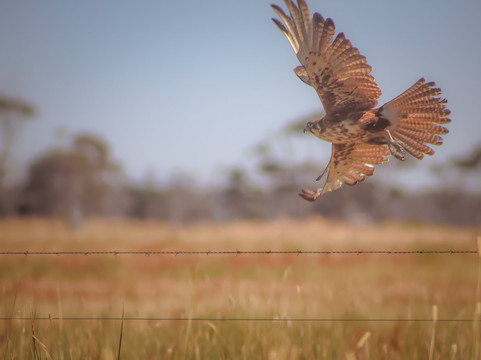 The Western Treatment Plant-韦里比必去景点
