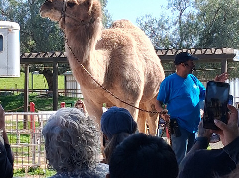 Oasis Camel Dairy-拉蒙纳必去景点