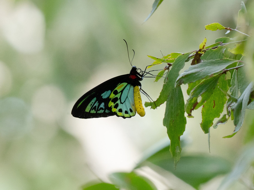 Faunagraphic Wildlife Tours-布里斯班必去景点