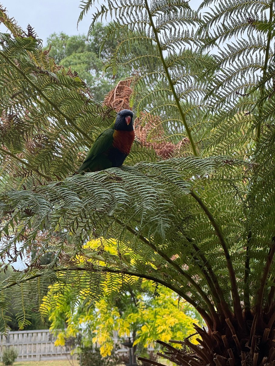 亚瑟菲利普汽车旅馆-官方