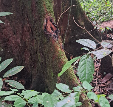 Arboretum de Raponda Walker-利伯维尔必去景点