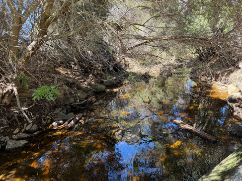 Ulu La'au (waimea Nature Park)