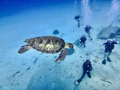 SXM Divers-Cole Bay必去景点