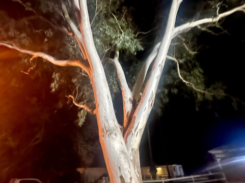 Tree Of Knowledge-Barcaldine必去景点