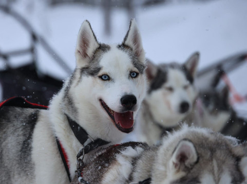 Kota-Husky-Posio必去景点