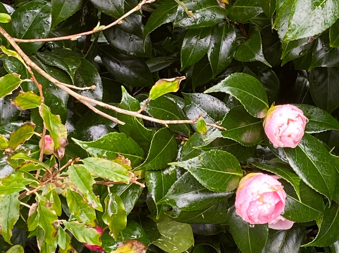 Jose do Canto Forest Garden-富尔纳斯必去景点