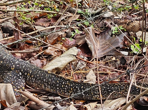 Sri Lanka Tour Guides-Gonapola必去景点