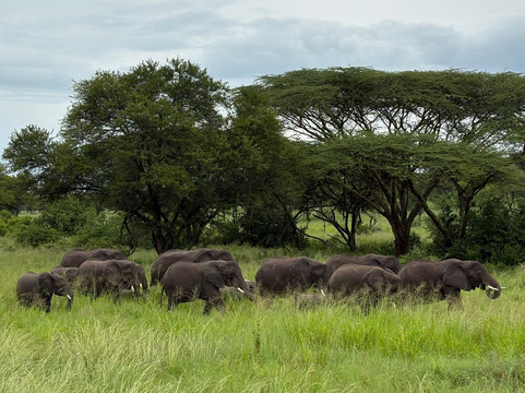 歌珊地非洲游猎之旅-阿鲁沙必去景点