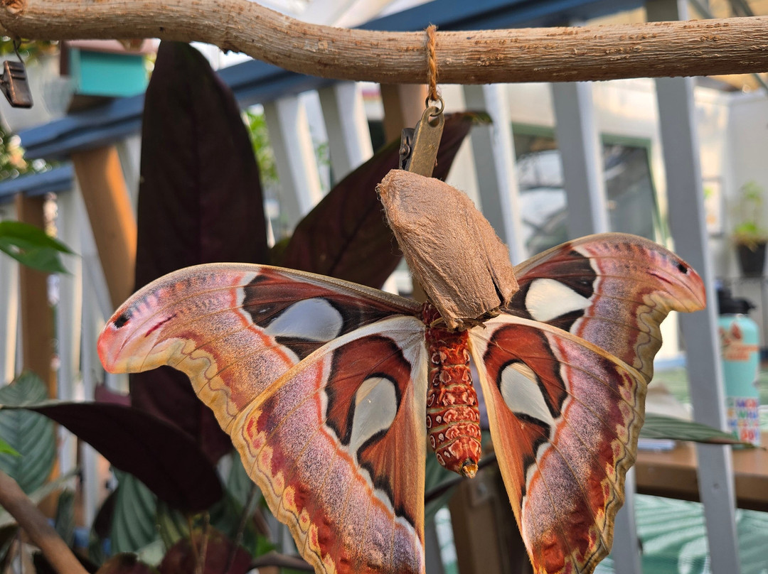 Windmill Garden Centre and Butterfly House-梅迪辛哈特必去景点