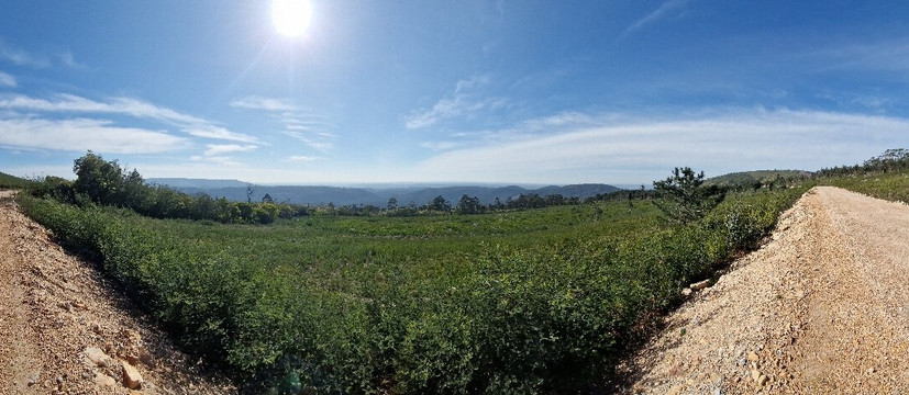 Mata Nacional do Bucaco-卢祖必去景点