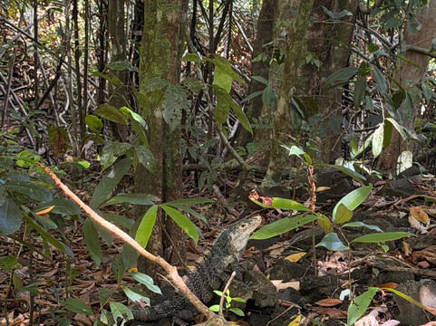 Green Path Costa Rica-Tarcoles必去景点